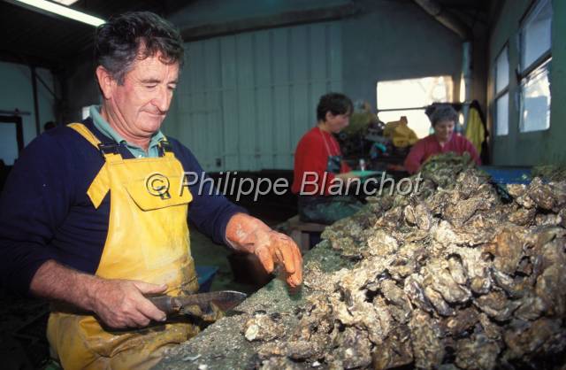 huitre oleron 12.JPG - Détroquage et tri des huîtresMarennes Oléron, France